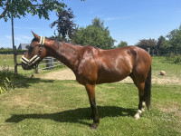 Vente de cheval : jeu de mots 